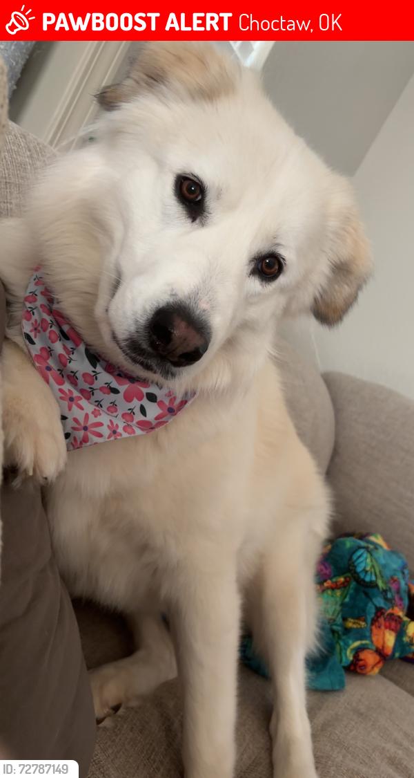 Lost Female Dog last seen 29th and Anderson Choctaw ok , Choctaw, OK 73020