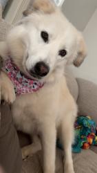 Lost Female Dog last seen 29th and Anderson Choctaw ok , Choctaw, OK 73020