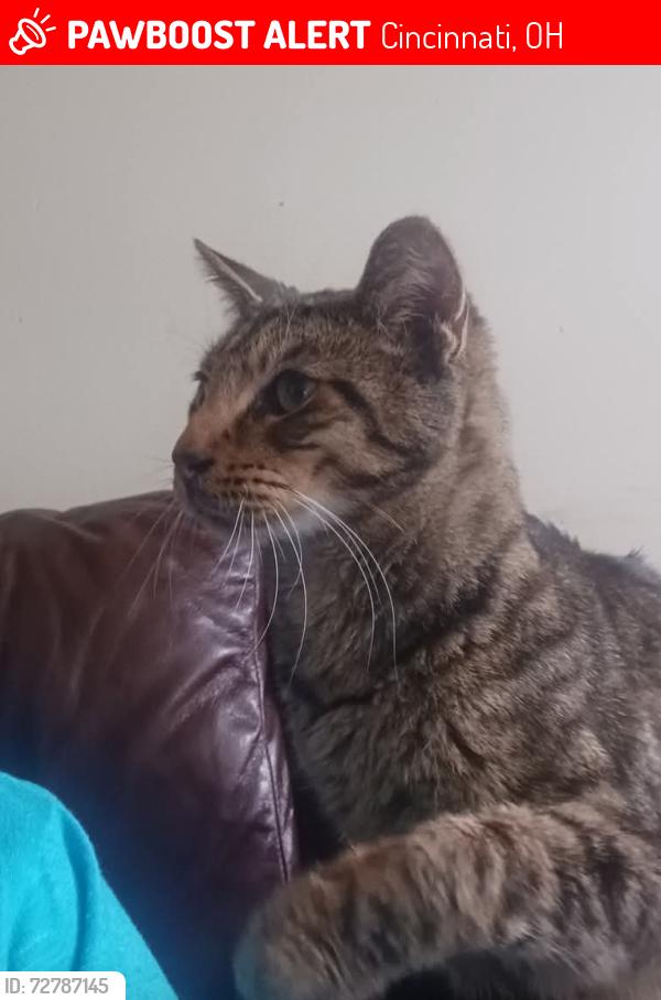 Lost Male Cat last seen colerain Avenue and Hawaiian Terrace , Cincinnati, OH 45223