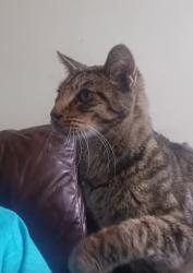 Lost Male Cat last seen colerain Avenue and Hawaiian Terrace , Cincinnati, OH 45223