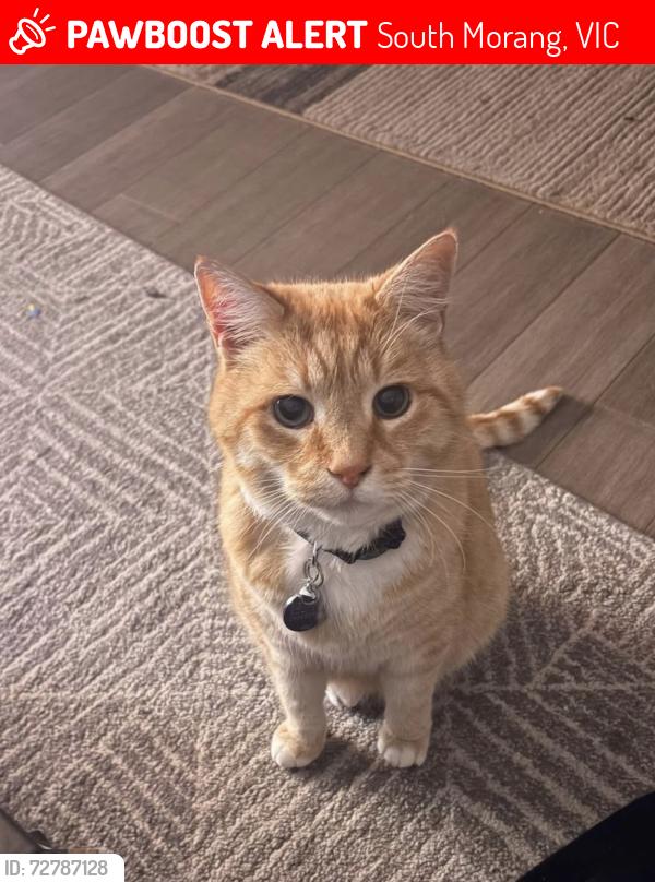 Lost Male Cat last seen Mill parks lakes promenade., South Morang, VIC 3752