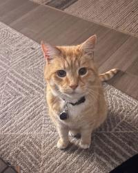 Lost Male Cat last seen Mill parks lakes promenade., South Morang, VIC 3752