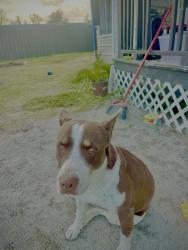 Lost Female Dog last seen Trenton Rd and Shady Lane by Little York Rd 77093 , Woodsdale, TX 77093