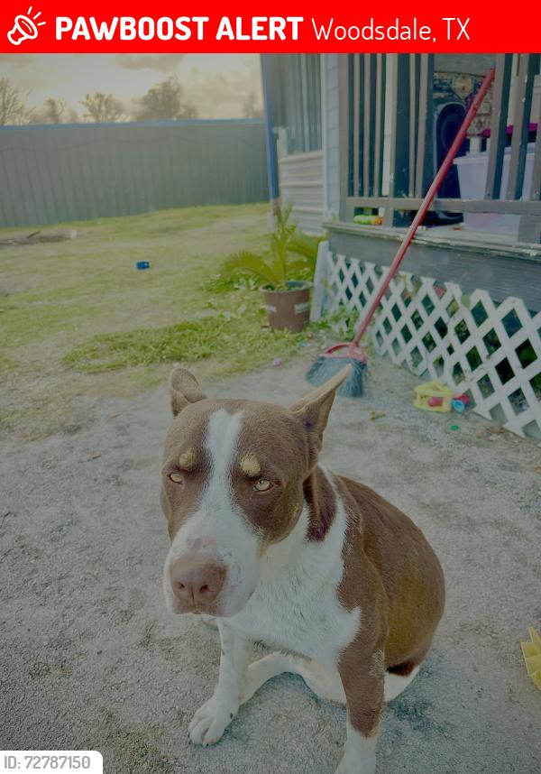 Lost Female Dog last seen Trenton Rd and Shady Lane by Little York Rd 77093 , Woodsdale, TX 77093