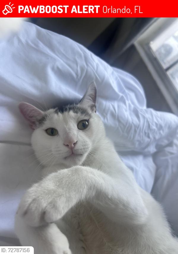 Lost Male Cat last seen Arden Villas UCF, Orlando, FL 32817