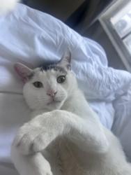Lost Male Cat last seen Arden Villas UCF, Orlando, FL 32817