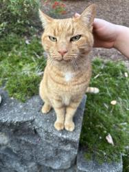 Lost Male Cat last seen Off St Marks, Taylors, SC 29687
