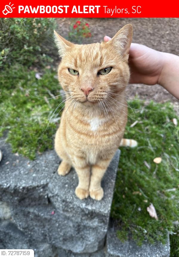 Lost Male Cat last seen Off St Marks, Taylors, SC 29687