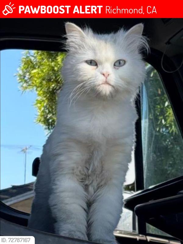 Lost Female Cat last seen Cesar Chávez elementary school Richmond , Richmond, CA 94801