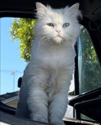 Lost Female Cat last seen Cesar Chávez elementary school Richmond , Richmond, CA 94801