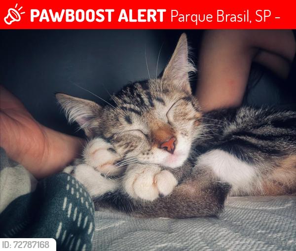 Lost Female Cat last seen Escola Francisco Roswell freire , Parque Brasil, SP 04843-090