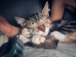 Lost Female Cat last seen Escola Francisco Roswell freire , Parque Brasil, SP 04843-090