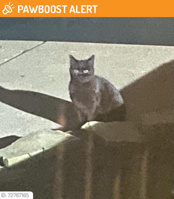 Found/Stray Unknown Cat last seen Ford rd and hanford , Canton Township, MI 48187