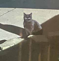 Found/Stray Unknown Cat last seen Ford rd and hanford , Canton Township, MI 48187
