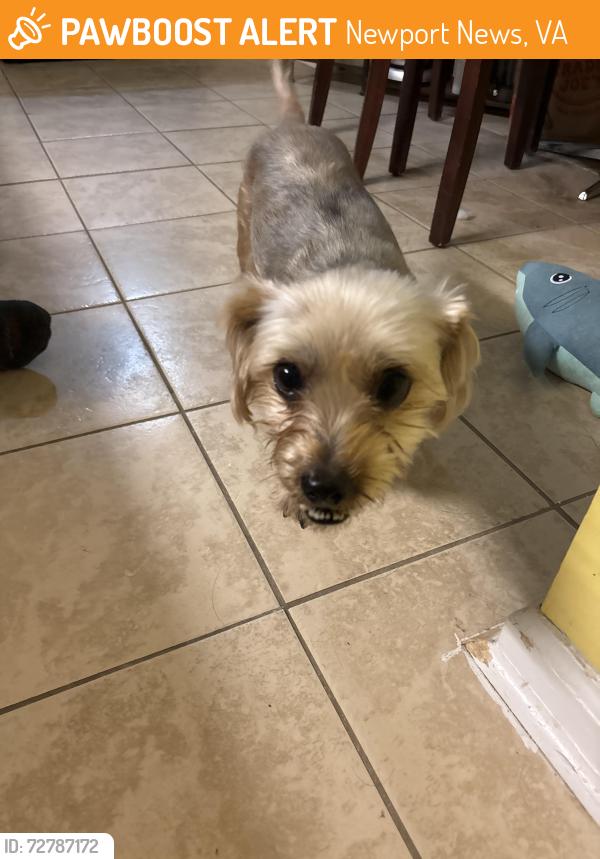 Found/Stray Male Dog last seen Colony Square, Newport News, VA 23608