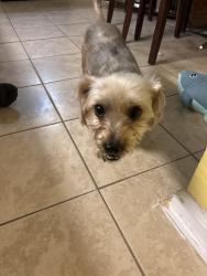 Found/Stray Male Dog last seen Colony Square, Newport News, VA 23608