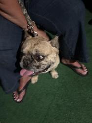 Found/Stray Male Dog last seen Christopher Schooñ, San Jose, CA 95111