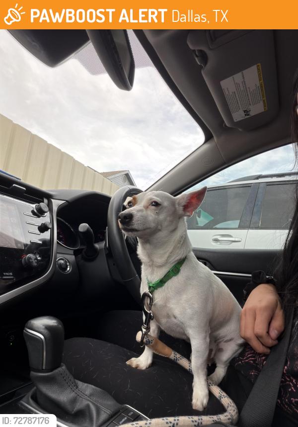 Found/Stray Female Dog last seen Dallas north park apmts , Dallas, TX 75287