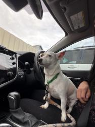 Found/Stray Female Dog last seen Dallas north park apmts , Dallas, TX 75287