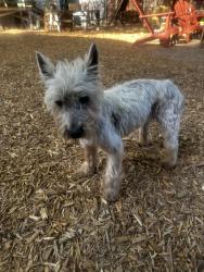 Found/Stray Female Dog last seen Campus & 5th ONTARIO CA, Ontario, CA 91764