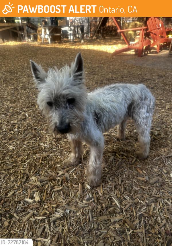 Found/Stray Female Dog last seen Campus & 5th ONTARIO CA, Ontario, CA 91764