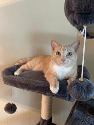 Lost Female Cat last seen Meadow Knoll, Mansfield, TX 76063