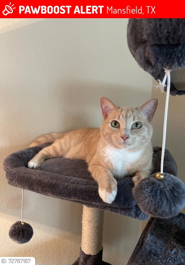 Lost Female Cat last seen Meadow Knoll, Mansfield, TX 76063