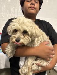 Found/Stray Female Dog last seen 77th, Los Angeles, CA 90001