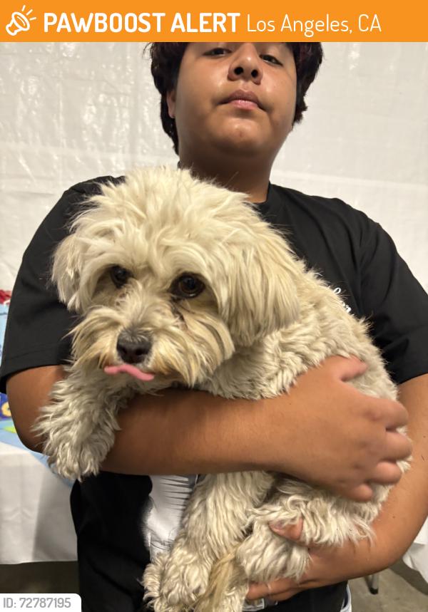 Found/Stray Female Dog last seen 77th, Los Angeles, CA 90001