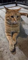 Found/Stray Male Cat last seen Near 8th and Gaviota ave, Long Beach, CA 90813