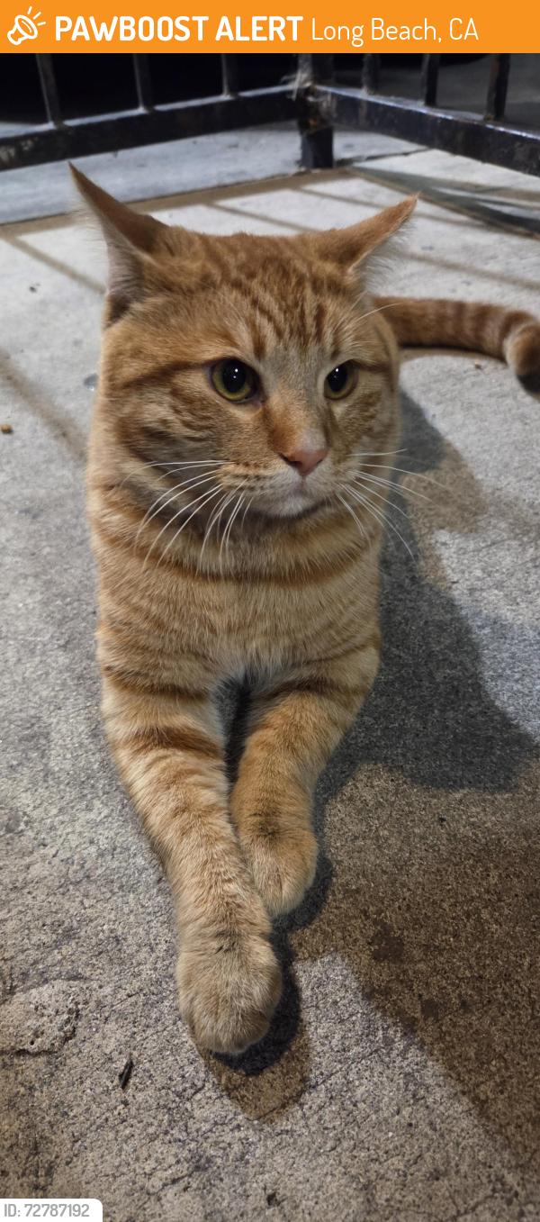 Found/Stray Male Cat last seen Near 8th and Gaviota ave, Long Beach, CA 90813