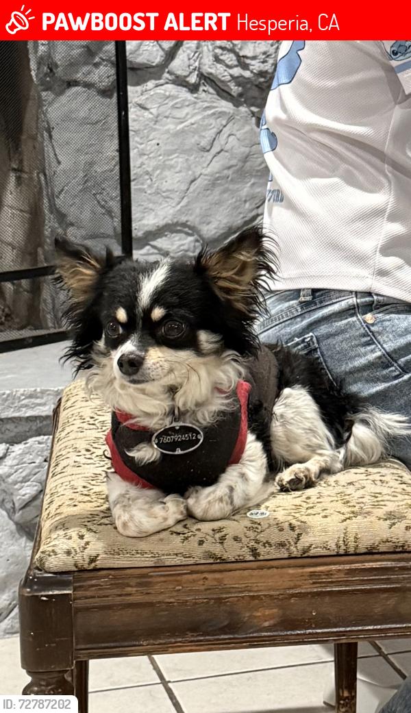 Lost Male Dog last seen Kenyon ave / Fairburn , Hesperia, CA 92345
