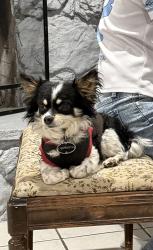 Lost Male Dog last seen Kenyon ave / Fairburn , Hesperia, CA 92345