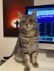 Lost Male Cat last seen Grey Elementary School , Delta, BC V4C