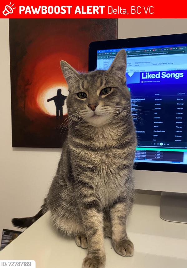 Lost Male Cat last seen Grey Elementary School , Delta, BC V4C