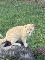 Found/Stray Unknown Cat last seen Amala place, Kahului, HI 96732