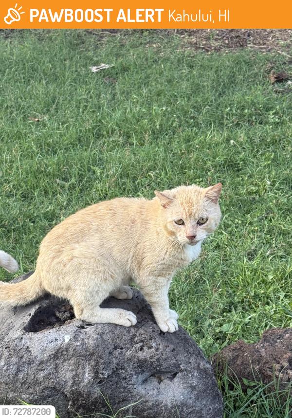 Found/Stray Unknown Cat last seen Amala place, Kahului, HI 96732