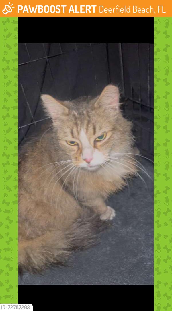 Found/Stray Male Cat last seen Near N poweroine Rd , Deerfield Beach fl, Deerfield Beach, FL 33442