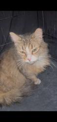 Found/Stray Male Cat last seen Near N poweroine Rd , Deerfield Beach fl, Deerfield Beach, FL 33442