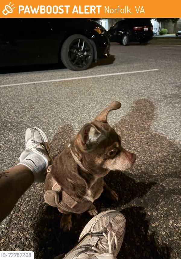 Found/Stray Female Dog last seen East Leicester Ave Norfolk , Norfolk, VA 23503