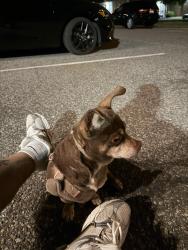 Found/Stray Female Dog last seen East Leicester Ave Norfolk , Norfolk, VA 23503