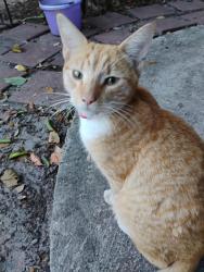 Lost Male Cat last seen 9th st & Florida Ave Fort Pierce FL , Fort Pierce, FL 34950