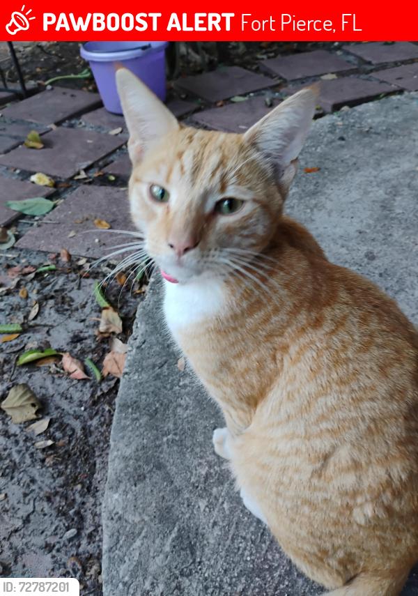 Lost Male Cat last seen 9th st & Florida Ave Fort Pierce FL , Fort Pierce, FL 34950