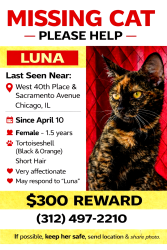 Lost Female Cat last seen 40th Pl and Sacramento , Chicago, IL 60632
