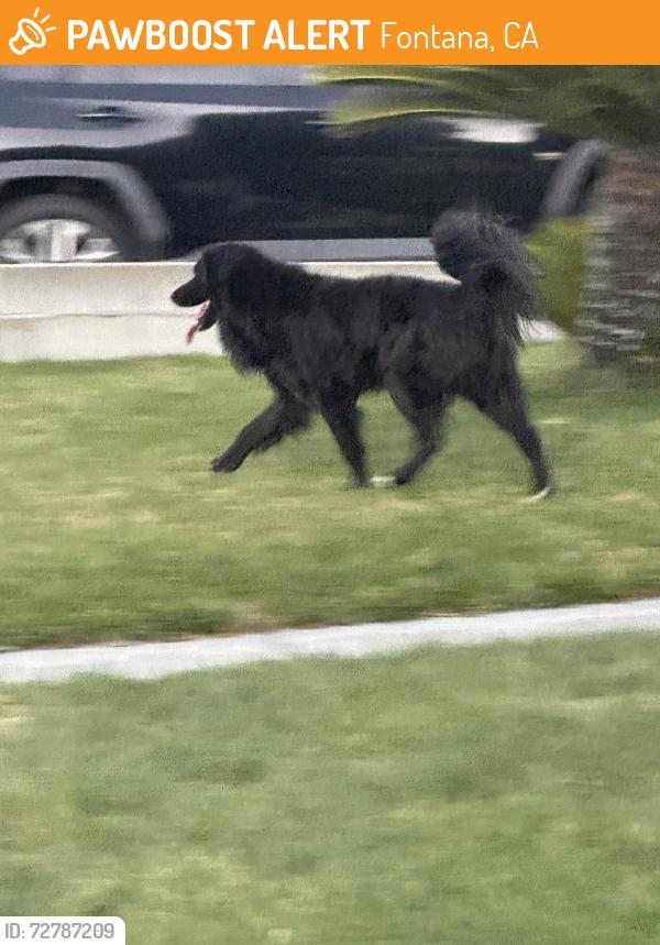Found/Stray Unknown Dog last seen Palmetto and Orange way, Fontana, CA 92335