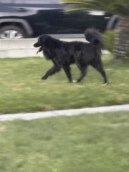 Found/Stray Unknown Dog last seen Palmetto and Orange way, Fontana, CA 92335