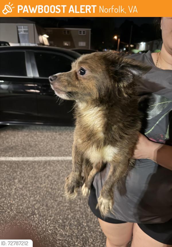 Found/Stray Female Dog last seen Leicester Ave , Norfolk, VA 23503