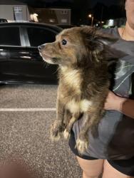 Found/Stray Female Dog last seen Leicester Ave , Norfolk, VA 23503