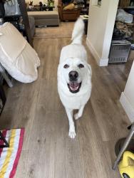 Lost Female Dog last seen Calle Higuera and Calle Converse, Camarillo, CA 93010