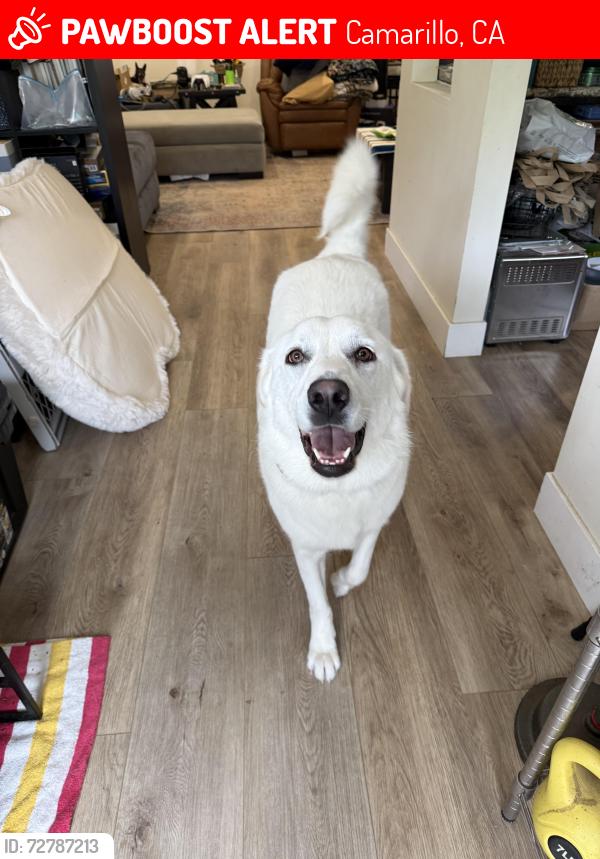 Lost Female Dog last seen Calle Higuera and Calle Converse, Camarillo, CA 93010